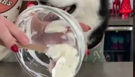 How To Make Peppermint Cheesecake For Dogs! #shorts
