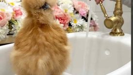 My Chicken’s Spring Bath Routine 🌷