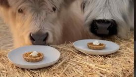 Spoiled cows try their first homemade pumpkin pie! #shorts