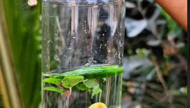 Mini Portable Blender Mixer Juicer #shorts #food #fruit #juice #healthyjuice