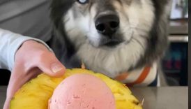 How To Make Tutti Frutti Sorbet For Dogs! #shorts