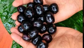 Fresh Deshi Black Jamun Masala 🤤😋 #shorts #food #masala #fruit #jamun