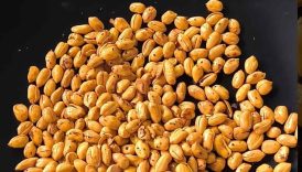 Kacang Gurih Berbumbu 🥜 #shorts