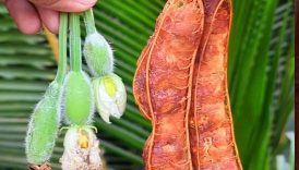Kochi Lau & Tamarind Masala Recipe 🤤 #shorts #food #fruit #masala