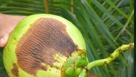 Do You Like Coconut | Fresh Coconut #shorts #viral #trending #food #coconut