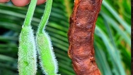 Tamarind + Kochi Lau Makha 😋 #shorts #food #fruit #masala