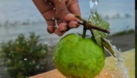 Guava Masala Spicy | Guava Pickle 🤤 #shorts #trending #food #guava #masala