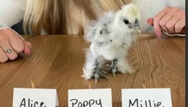 Baby chicks choose their perfect names! #shorts