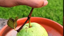 Big Crunchy Guava Masala 😋 #shorts #food #fruit #masala #guava